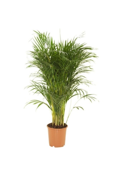 Areka Salon Palmiyesi 80-100 Cm