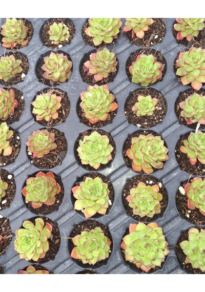 Foliumbotanik Echeveria, Özel Çeşit Sukulent Diğer
