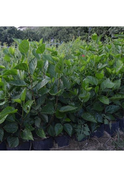 Tüplü 2 Adet 90-120 Cm Kırmızı Japon Gülü hibiscus