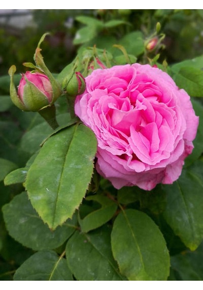 Isparta Pembe Yediveren Kokulu 30-60 Cm 10 Adet Saksılı/tüplü Aşılı Güller Isparta Rose