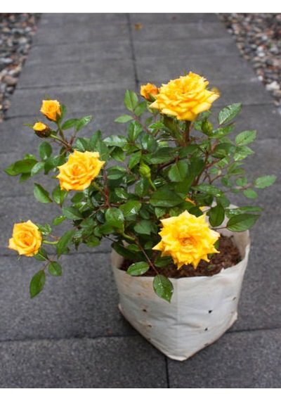 Sarı Kokulu Gül Fidanı 50-70 Cm 5 Adet Saksılı Bahçe Gülü Yellow Roses