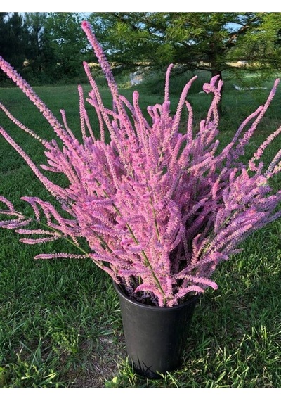 10 Adet Statice Seeds - Pink Limonium Tohumu