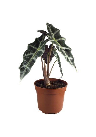 Alocasia Amazonica ‘Polly’ (Fil Kulağı) Ø12 CM H25-30 CM