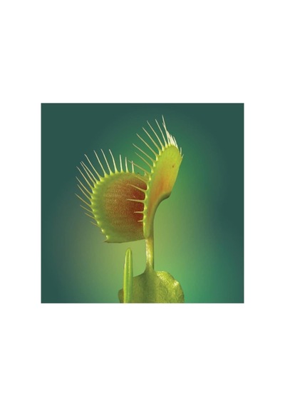 Dashing Look Venus Fly Trap Tohumu 5 Adet Tohum Etçil Bitki Etobur Bitki Sinek Kapan Th-thmcmthm172