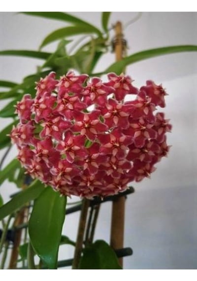 Serada Decor Plant Mum Çiçeği Kırmızı 20-25 Cm Ev Salon Bitkisi Hoya Carnosa İç Mekan Bitkisi
