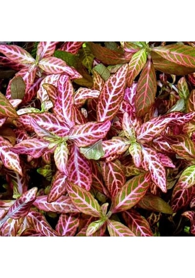 Kolay Akvaryum Zemin Bitkisi - Canlı Hygrophila Polysperma Rosanervig