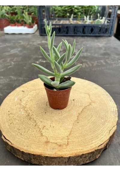 Crassula Mesembryanthemoides Succulent Tüylü Çiçek Açan Sukulent Saksı Hediyeli