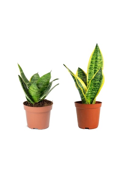 Sansevieria Mini - Paşa Kılıcı -peygamber Kılıcı Mini Seti