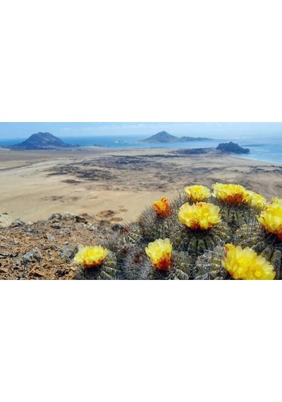 10 Adet Copiapoa Grandiflora Kaktüs Tohumu