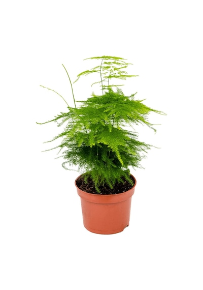 Tül Kuşkonmaz Asparagus 1. Kalite 10 15 Cm