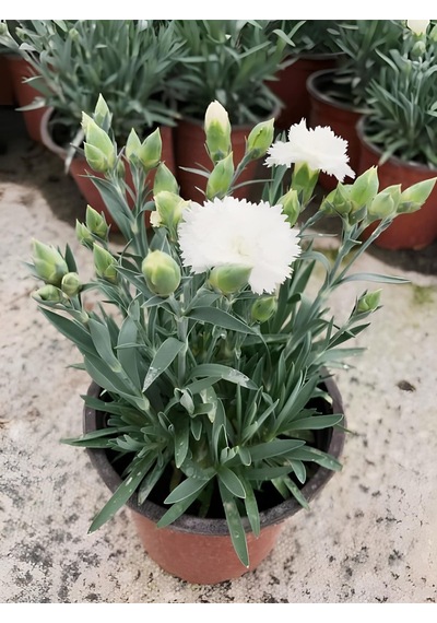 Formlu Beyaz Renk Karanfil Çiçeği 1 Adet 15-25cm White Dianthus
