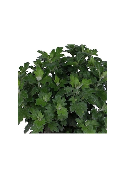 Turuncu Renk 10-20 Cm Kasımpatı