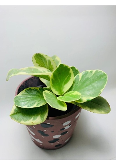 Peperomia Obtusifolia Alacalı Peperomia Ithal Özel Tür
