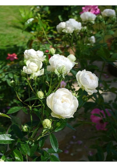 Yediveren Kırmızı Beyaz Lila Çeşitli 25 60 Cm Tüplü Aşılı Gül Fideleri Red LWhite Rose