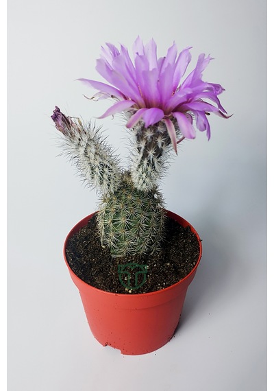 Echinocereus Pectinatus Dekoratif Ve Dayanıklı Kaktüs Çicekli