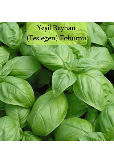 6 Paket Tohum No11 Yeşil Bitki Tohumları Salata Tohumları Nane Tohumu Ekşi Ot Roka Fesleğen Tohumu