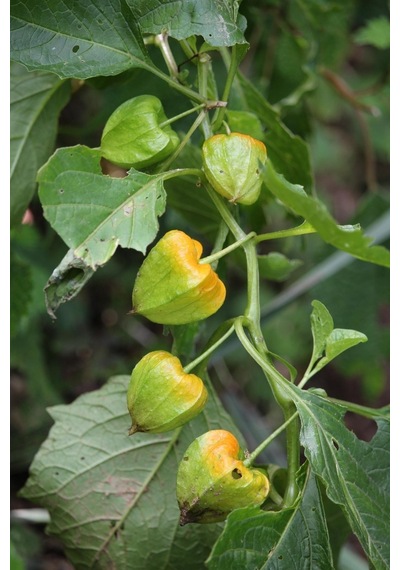 Ananas Tomatillo Altın Çilek Tohumu Physalis Ixocarpa
