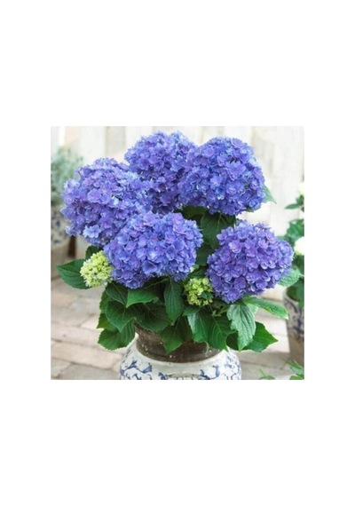 Canlı Ortanca Çiçeği Fidanı Koyu Mavi 10-20 Cm