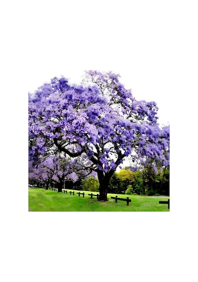Soğuklara Dayanıklı Mini Sakıda Yoğun Kokulu Paulownia Tomentesa Ağacı Fidanı 10- 30 Cm