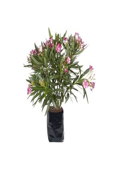 Videolu Pembe Zakkum Fidanı Saksılı 40-65 Cm Saksılı Çiçekli Bodur Bitkiler Oleander