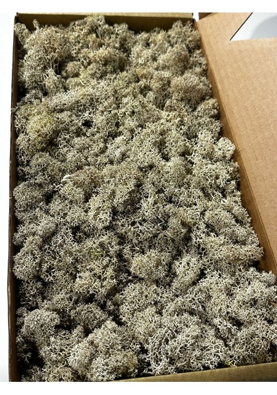 Reindermoss Şoklanmış Norveç Yosunu Terarium Yosunu Natural Green 500 Gr.