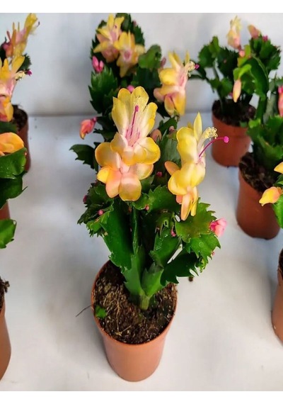Videolu Sarı Yılbaşı Çiçeği Fidanı 1 Adet Saksılı 10-20cm Iç Mekan Bitkisi Yellow Rhipsalidopsis