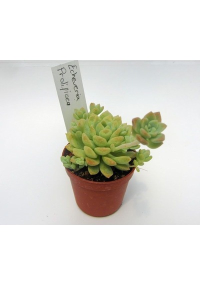 Serada Decor Plant Echeveria Profilicea Sukulent Bitki