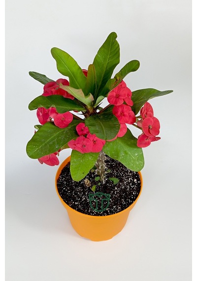 Euphorbia Milii Eforbia Büyük Çiçekli Dikenler Tacı Koyu Pembe