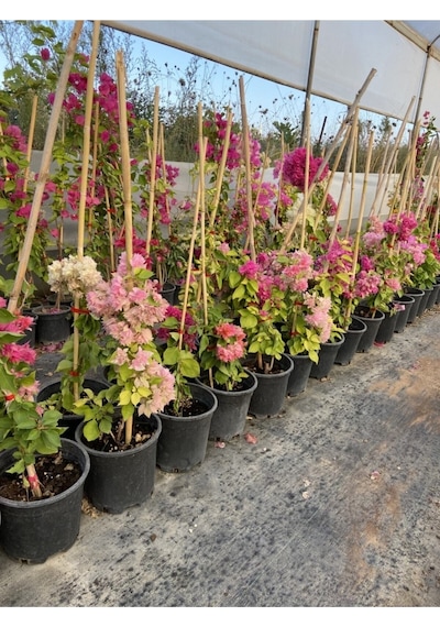 Begonvil Gelin Tacı Bougainvillea