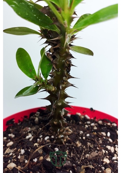 Videolu Sarı Milli Dikenler Tacı Büyük Boy 40 60 Cm Saksılı Kaktüs Euphorbia