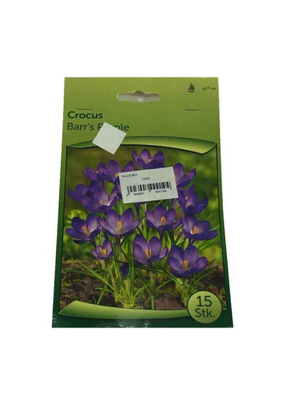 Crocus- Çiğdem Soğanı