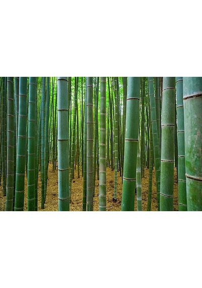 3 Boyutlu Bambu Ağaçları Duvar Kağıdı