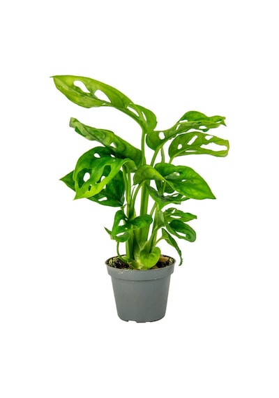 Delikli Devetabanı (Monstera Adansonii Monkey) Saksılı