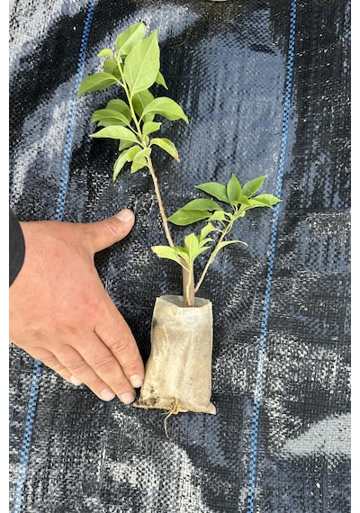 Bougainvillea Sarmaşık - Begonvil Sarmaşık Kırmızı 20-25 Cm 1.kalite Özel Ürün