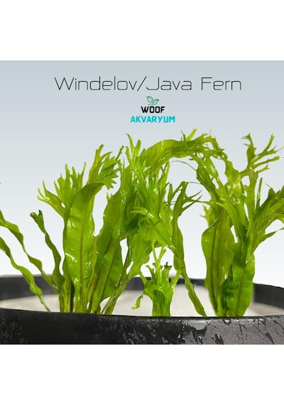 Özel Tür İthal Windelov Java Fern 1 Kök Kolay Ve İhtişamlı Akvaryum Bitkisi Canlı Akvaryum Bitk
