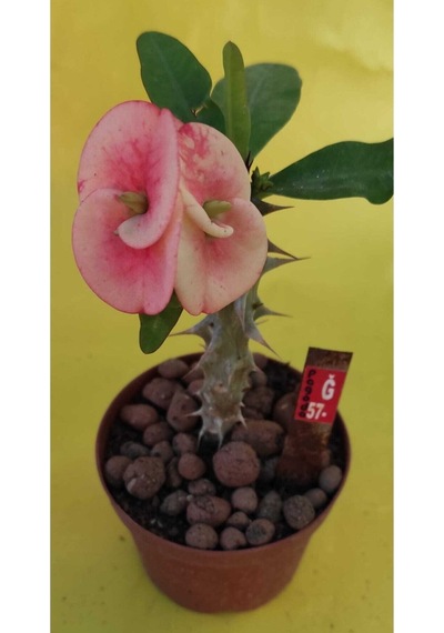 Milli Dikenler Tacı Kaktüs 1 Adet 3 Farklı Renk Saksılı 20-40cm Euphorbia