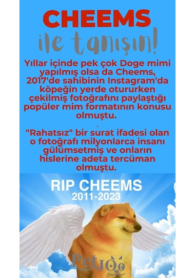 Petjoo 18.Cheems Gri-Kırmızı Qr'lı Köpek Künyesi