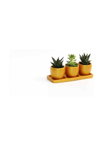 Trio Orange Sukulent Seti - Haworthia. Echeveria