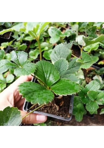 Beyaz Çilek Pineberry Fidesi 3 Adet