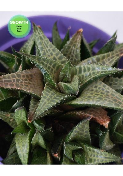 Haworthia Venosa 1 Adet