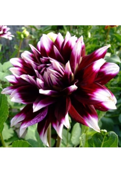 2 Adet Ithal Yıldız Çiçeği Soğanı (Dahlia) - ADAFDN0395