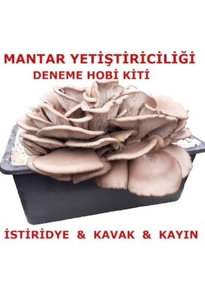 Tubitak Proje Seti Mantar Yetiştiriciliği