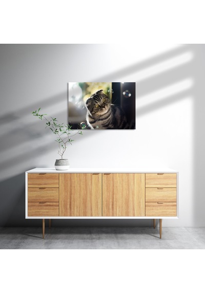 Cakasepetim Scottish Fold Tekir Ve Baloncuklar Ahşap Mdf Tablo