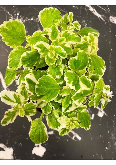 Plectranthus Forsteri Adaçayı Kokulu Bitki Sarkıcı Tür Saksılı