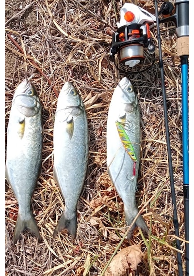 Sardin 20gr-60mm Jig Yem Kaşık Rapala -levrek, Palamut, Lüfer, Çi