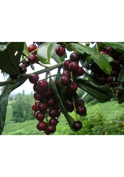 3 Adet Karayemiş Fidanı Prunus Laurocerasus Çok Yıllık Sağlam