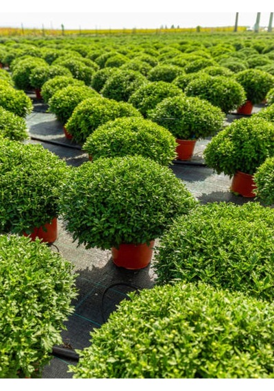 1 Adet Çalı Şimşir Fidanı Saksılı 30-45cm Bushy Yew Sapling