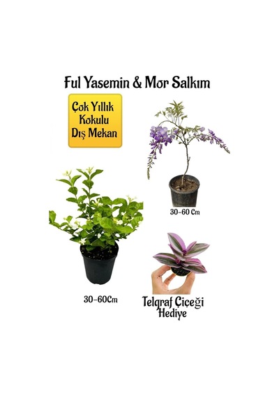 Kokulu Ful Yasemin Çiçeği+mor Salkım Ağacı Fidanıtelgraf Çiçeği Peyzaj Seti