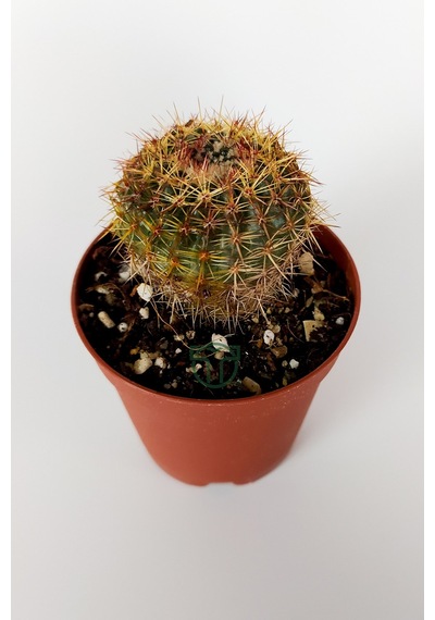 Parodia Erubescens Özel Tür Kaktüs 5.5 CM Saksıda