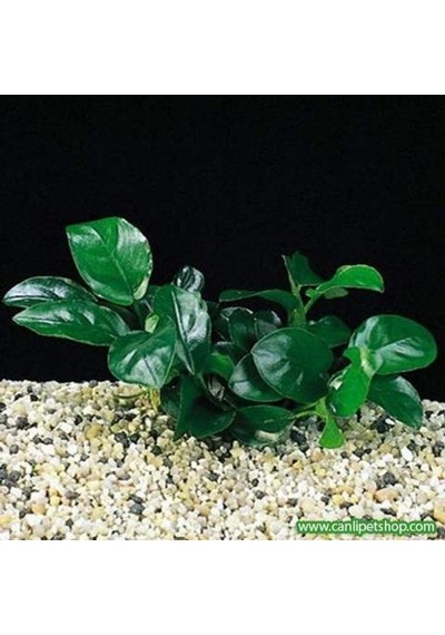 Anubias Barteri Var. Nana 1 Ad 4-5 Yaprak